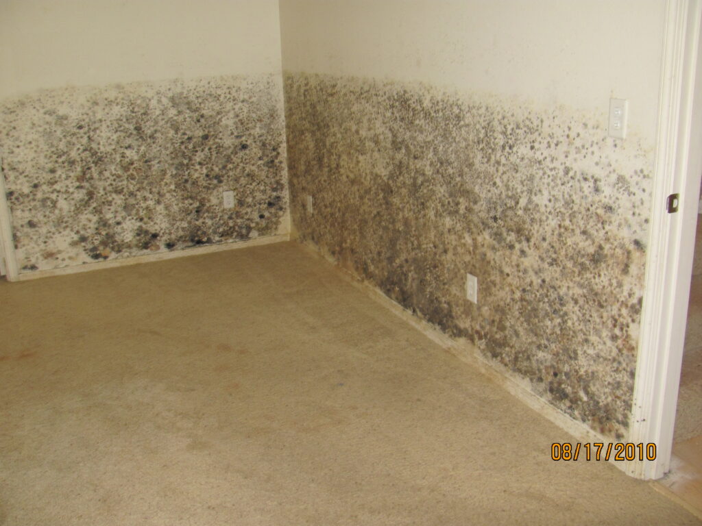 Signs Your Home in Washington State is Suffering from Mold Damage
