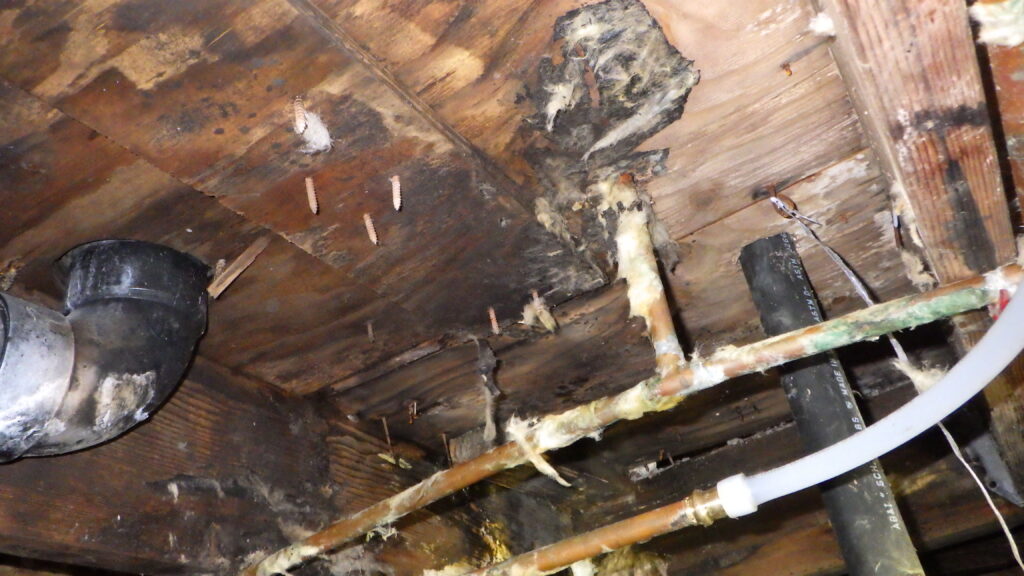 Mold Remediation